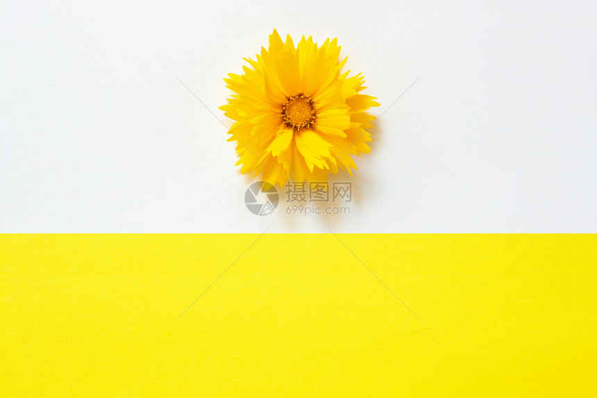 极简主义开花行进白色和黄纸背景上的一朵黄色金鸡菊花最小样式复制空间模板用于刻字文本或您的设计图片