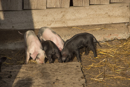 集资品种自然五颜六色的小猪在农场里跑来去一群小猪在院子里崽在农场的院子里寻找东西小猪在农场的院子里寻找食物五颜六色的小猪在农场里跑来背景