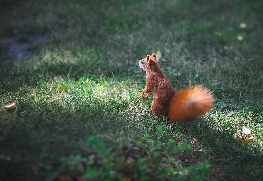 毛茸的季节木头公园草坪上的红松鼠从树上掉到地公园草坪的红松鼠图片