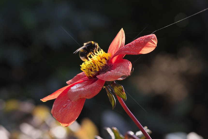 花的网大黄蜂坐在明亮的红色大丽花上昆虫学图片