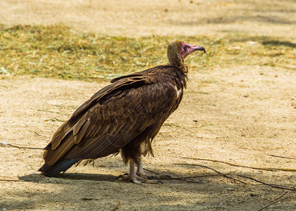 列出来自非洲沙漠的濒临严重危食腐鸟一只蒙面秃鹰的肖像动物学非洲人图片