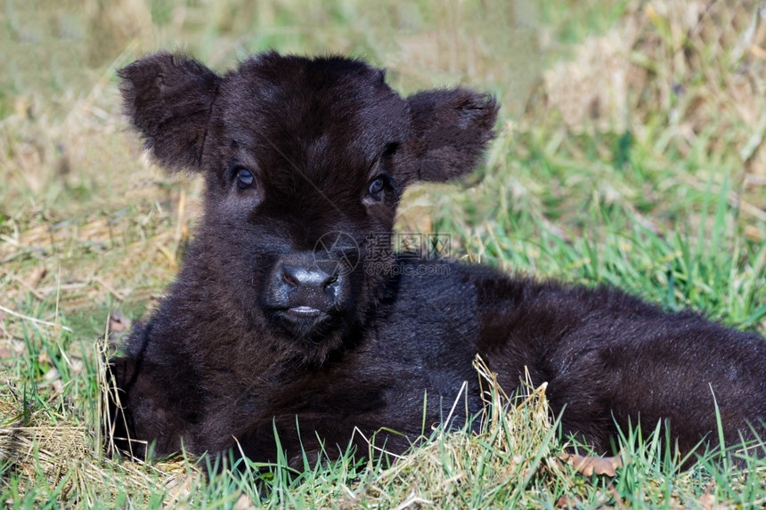 哺乳动物小牛乡村的春季躺在草地上的新生黑苏格兰高原牛群的肖像图片