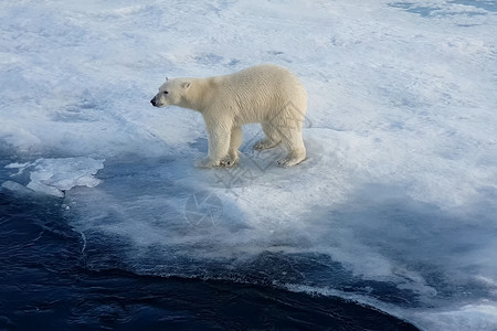 宽的浮冰上北极熊捕食者熊浮冰上的北极熊捕食者血管母猪图片