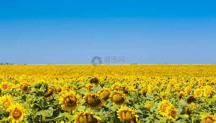 农业美丽花瓣向日葵自然背景有选择的焦点图片