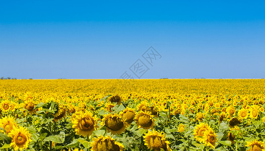 农业美丽花瓣向日葵自然背景有选择的焦点图片