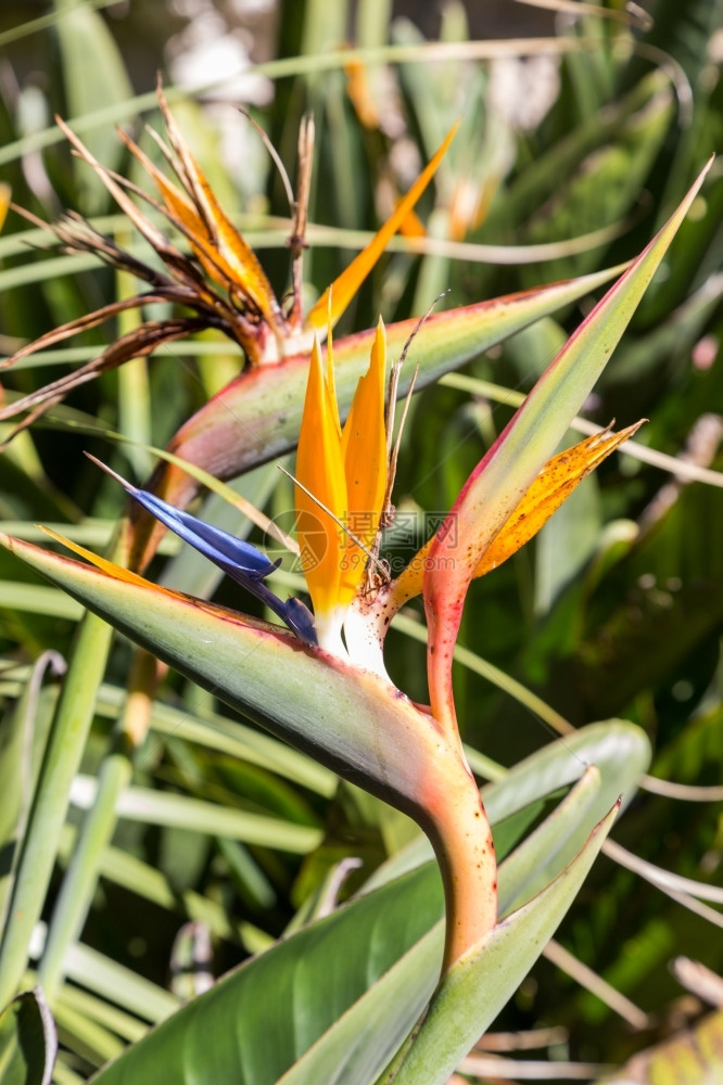 葫芦科植物学极乐鸟夏日脚下露天花朵或堂鸟的斯特雷利齐西亚图片