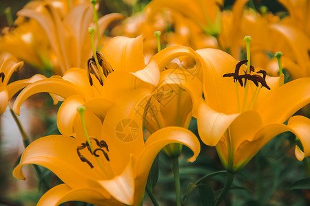 温带蕊苗圃黄莉是一个美丽的花朵是温柔起源于和日本北部图片