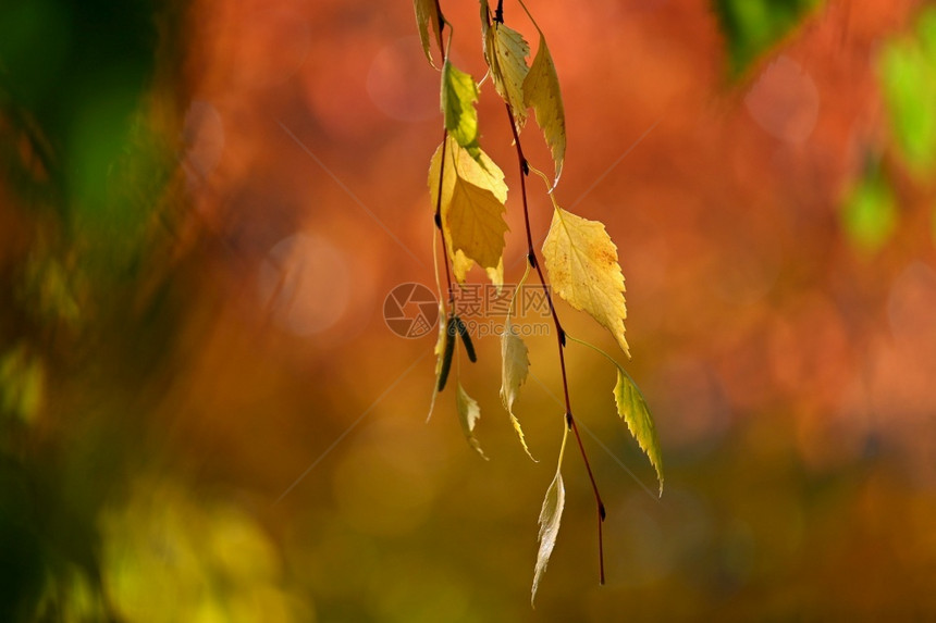 秋天公园的秋叶图片