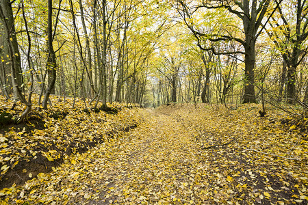 户外森林秋季风景图片
