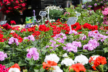 里尔市场花店的鲜新开阿姆斯特丹图片