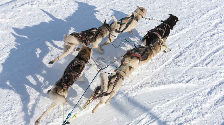 生态旅游速度冬天骑雪橇的黑狗上观滑雪的黑狗图片