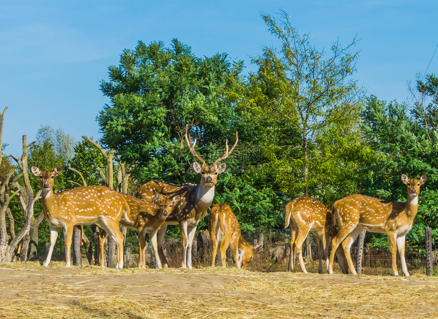 草食动物束一种在自然景观中鹿与一起在自然景观场中的动物家庭肖像图片