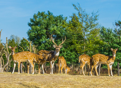 草食动物束一种在自然景观中鹿与一起在自然景观场中的动物家庭肖像图片