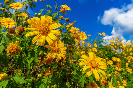 花朵图素材图尼松旅行黄色的树木马或墨西哥花朵开和蓝天背景