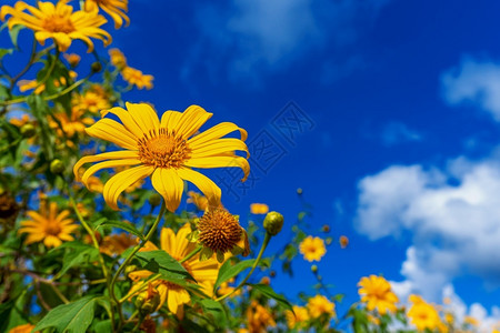 树木马或墨西哥花朵开和蓝天早晨季节复制图片