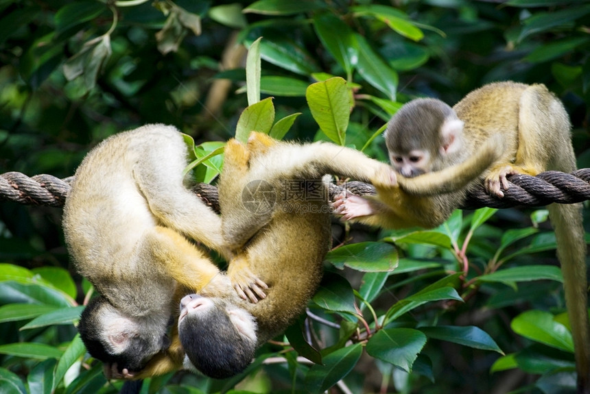 有趣的乐小可爱猴子在动物园的一棵树上玩猿图片