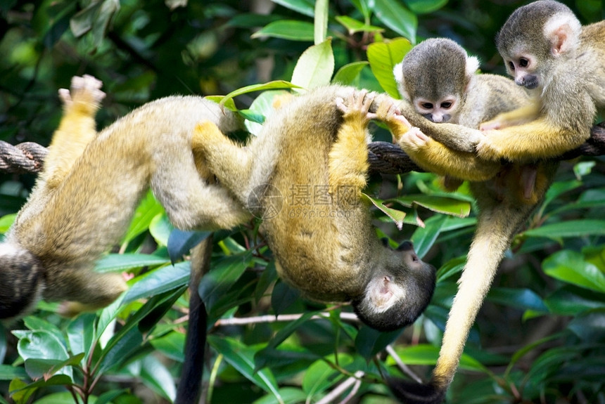 小可爱猴子在动物园的一棵树上玩非洲松鼠人图片