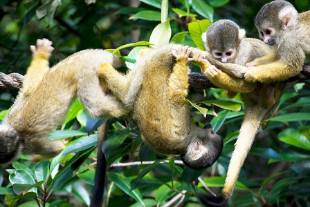 小可爱猴子在动物园的一棵树上玩非洲松鼠人图片