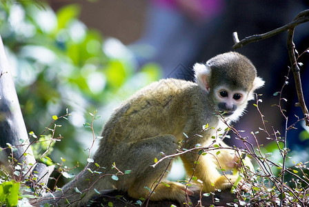 小可爱猴子在动物园的一棵树上玩快乐毛皮丛林图片