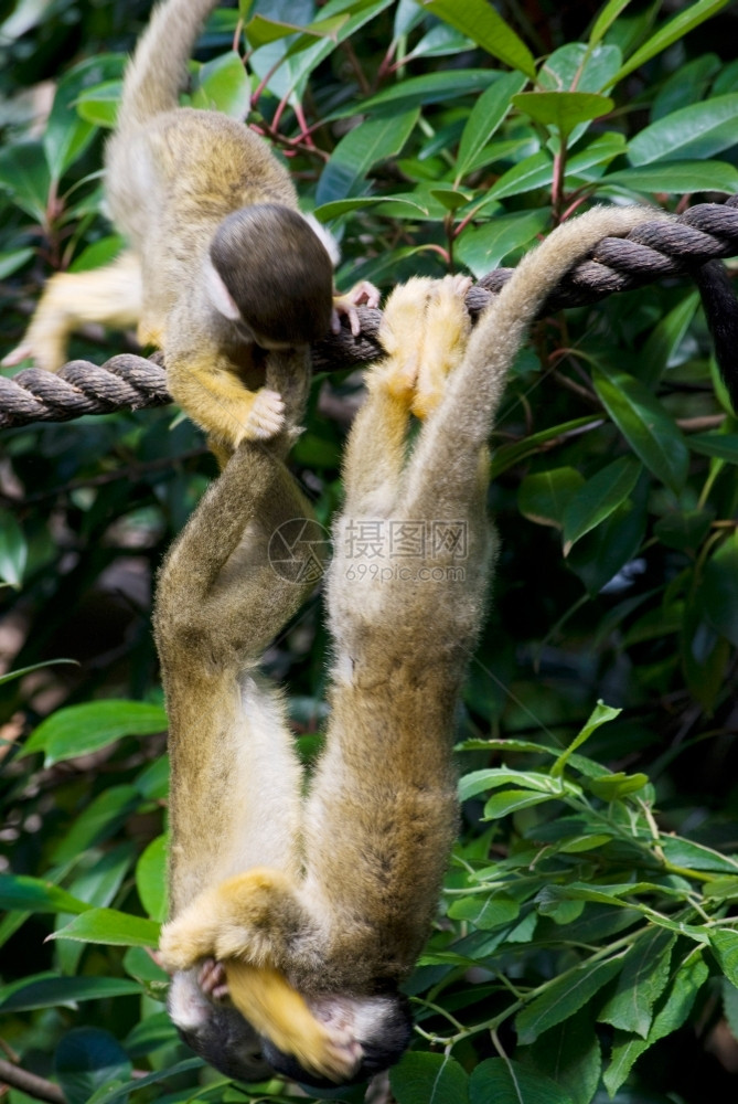 人脸小可爱猴子在动物园的一棵树上玩森林图片