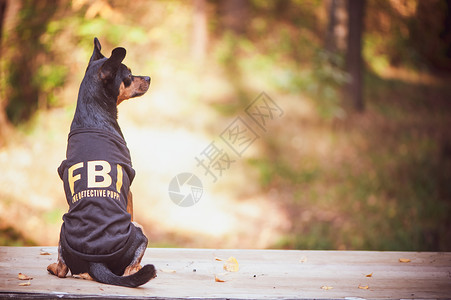 联邦调整局年轻的冬天树叶狗是联调局探员装扮FBI的小丑玩具大侠这只狗是侦探背景
