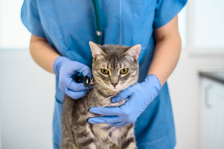 兽医用听诊器检查一只猫图片