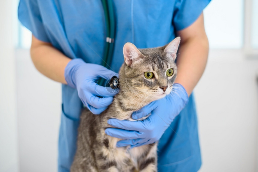 兽医正在用听诊器检查猫图片