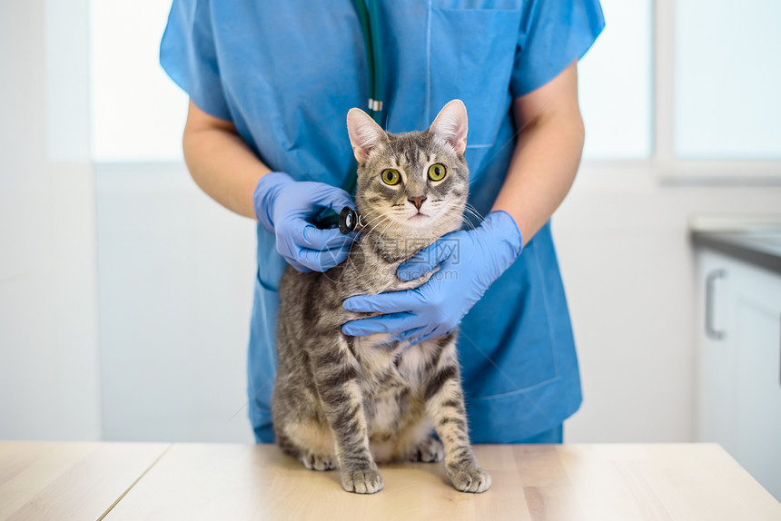 兽医正在用听诊器检查小猫图片