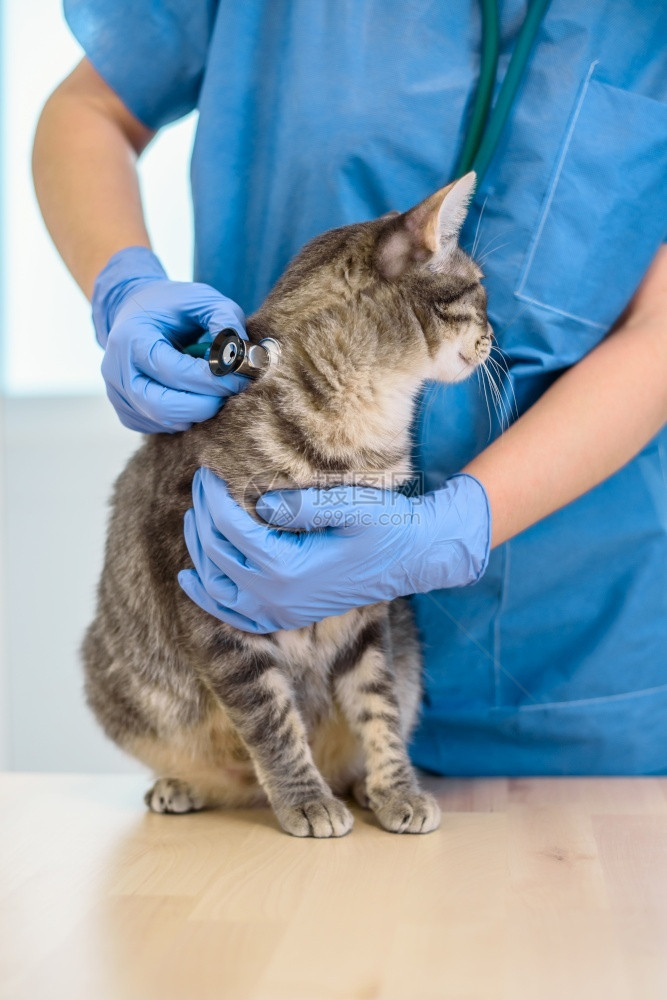 兽医用听诊器检查小猫图片