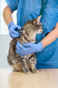 兽医用听诊器检查小猫图片