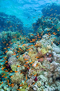 珊瑚红生活海景态红埃及非洲红海水下景观背景
