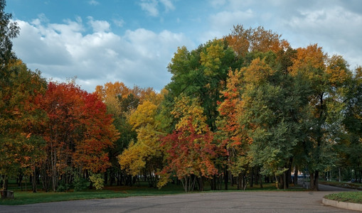 多彩秋色树林背景图片