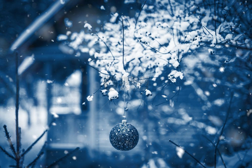 20年的圣诞舞会在雪园树枝上的圣诞舞会颜色经典蓝单调制分支户外黑暗的图片