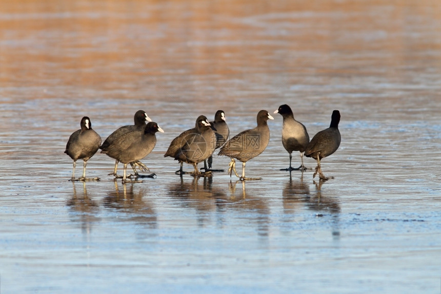 笨人野生动物在冰河湖上站一起的群小矮人fulicaattra水禽图片