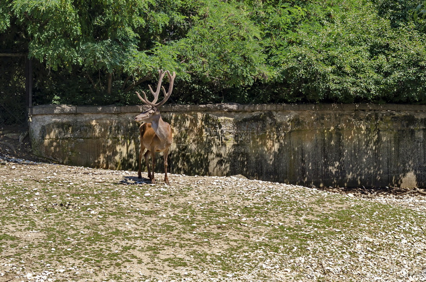 优美在保加利亚索非的牧草地上寻找一只雄红鹿荒野动物群图片
