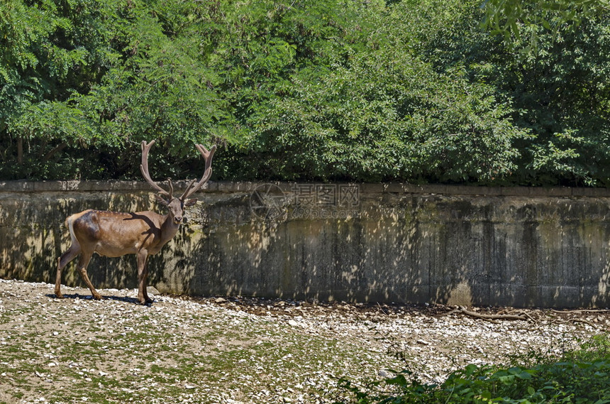 在保加利亚索非的牧草地上寻找一只雄红鹿头发自然颜色图片