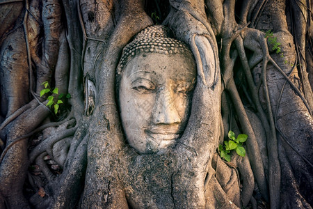 大城府老的古玛哈泰在国Ayutthaya历史公园WatMahath的无花果树上佛头背景