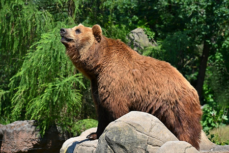动物群荒野冒险棕熊乌尔萨斯ArctosUrsusarctos图片