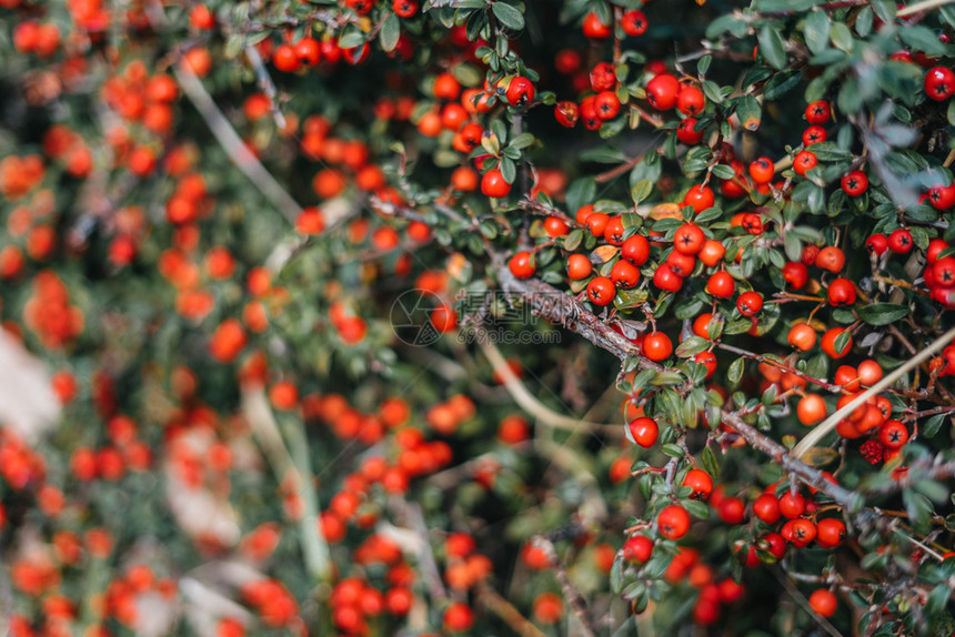秋天花的绿灌树背景红莓健康图片