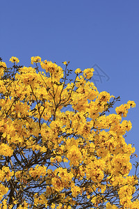 巴拉圭人盛开银号角树得美极了季节图片