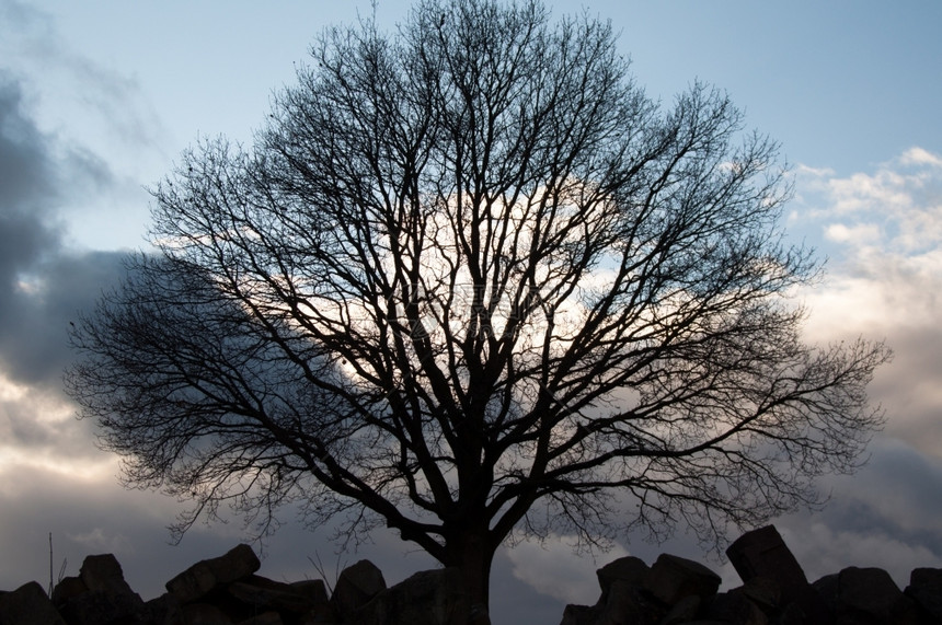 树的休眠与大云雾寒冬日落天空相对分支黑暗的土地图片