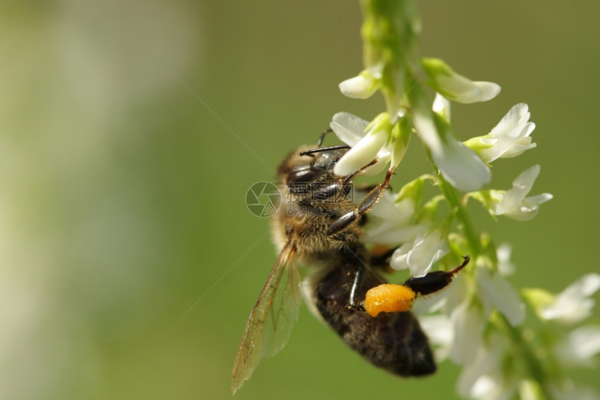 绿色白花上的蜜蜂园艺闻图片