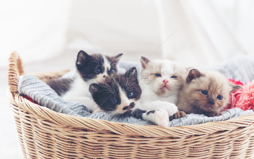 一群猫咪幼崽睡在篮子里图片