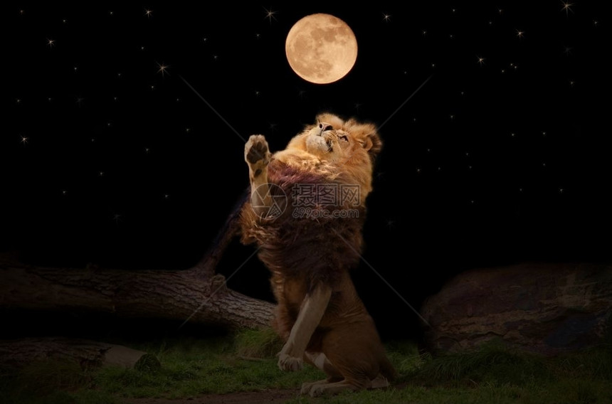 哺乳动物狮子座非洲一只向月亮伸出图片