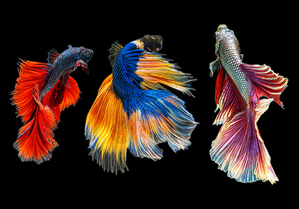 中的彩色斗鱼图片