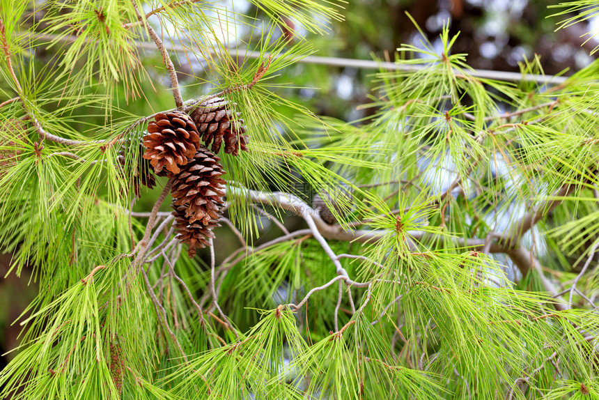卢特拉基锋利的锥体开放棕色螺旋锥子在地中海松树一红皮枝上打开圆锥子盘紧闭的地中海松树一面的片平淡松树枝上图片