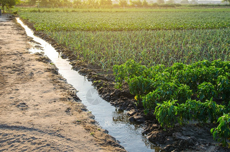 园艺农场种植的灌溉渠农作物地表灌溉欧洲有机农业和学润湿为收获提供生命水分配地面图片