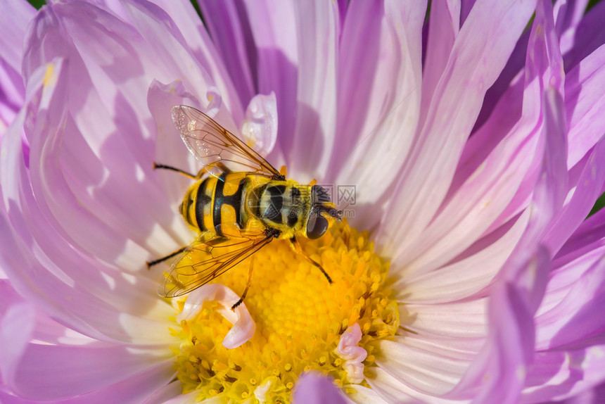 在粉红夏日的花朵中吃蜜黄苍蝇化合物花序翅膀图片