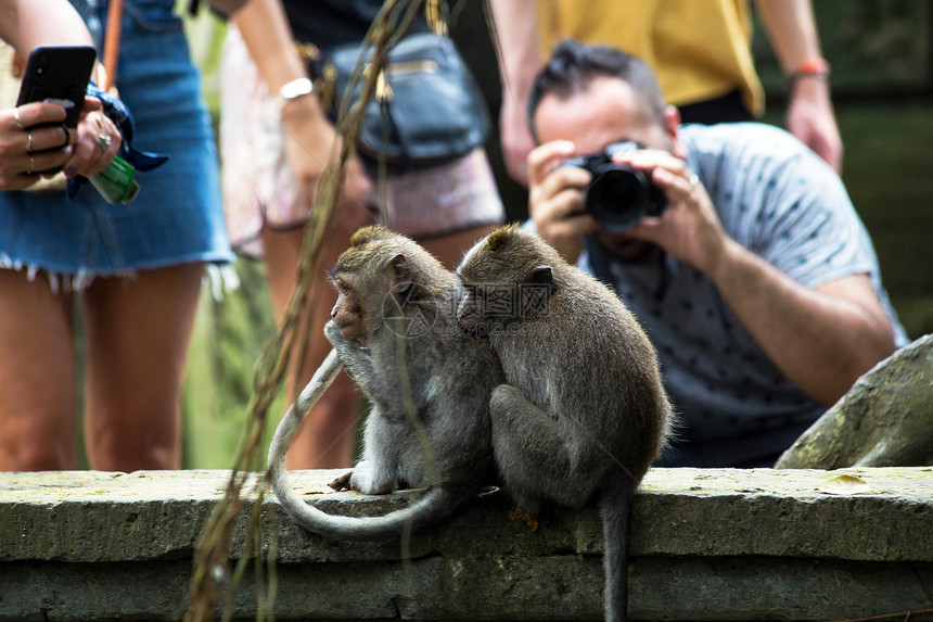 印度尼西亚巴厘岛2019年月20日游客在猴子森林野生动物中为猴子拍照印度尼西亚巴厘岛游客在猴子森林中为拍照人们荒野乌布图片