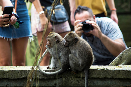 猴子与人互动印度尼西亚巴厘岛2019年月20日游客在猴子森林野生动物中为猴子拍照印度尼西亚巴厘岛游客在猴子森林中为拍照人们荒野乌布背景